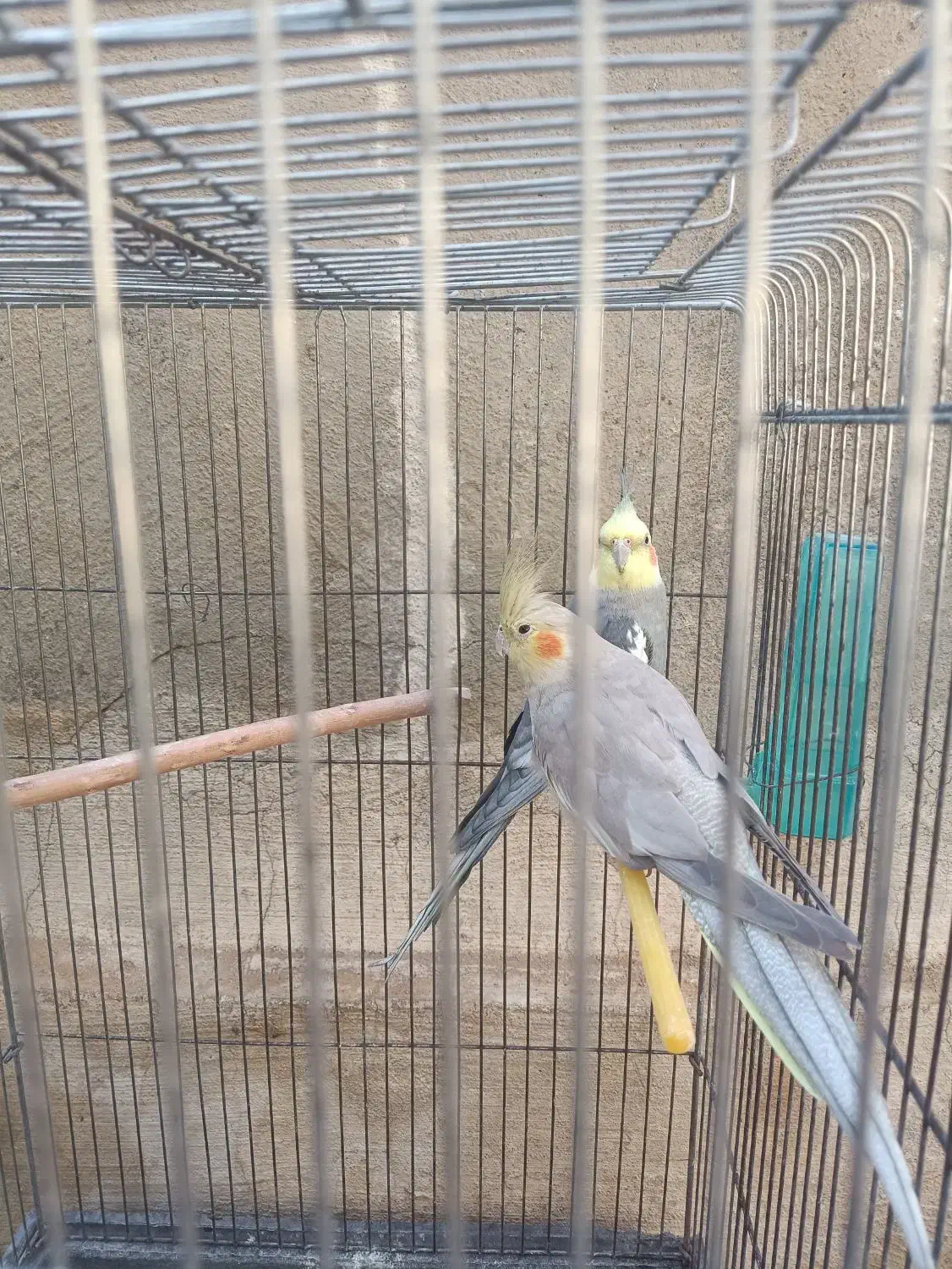 عروس هلندی 1تا نر1تا ماده حدود یک سال و هشت ماه|پرنده|صحنه, |دیوار