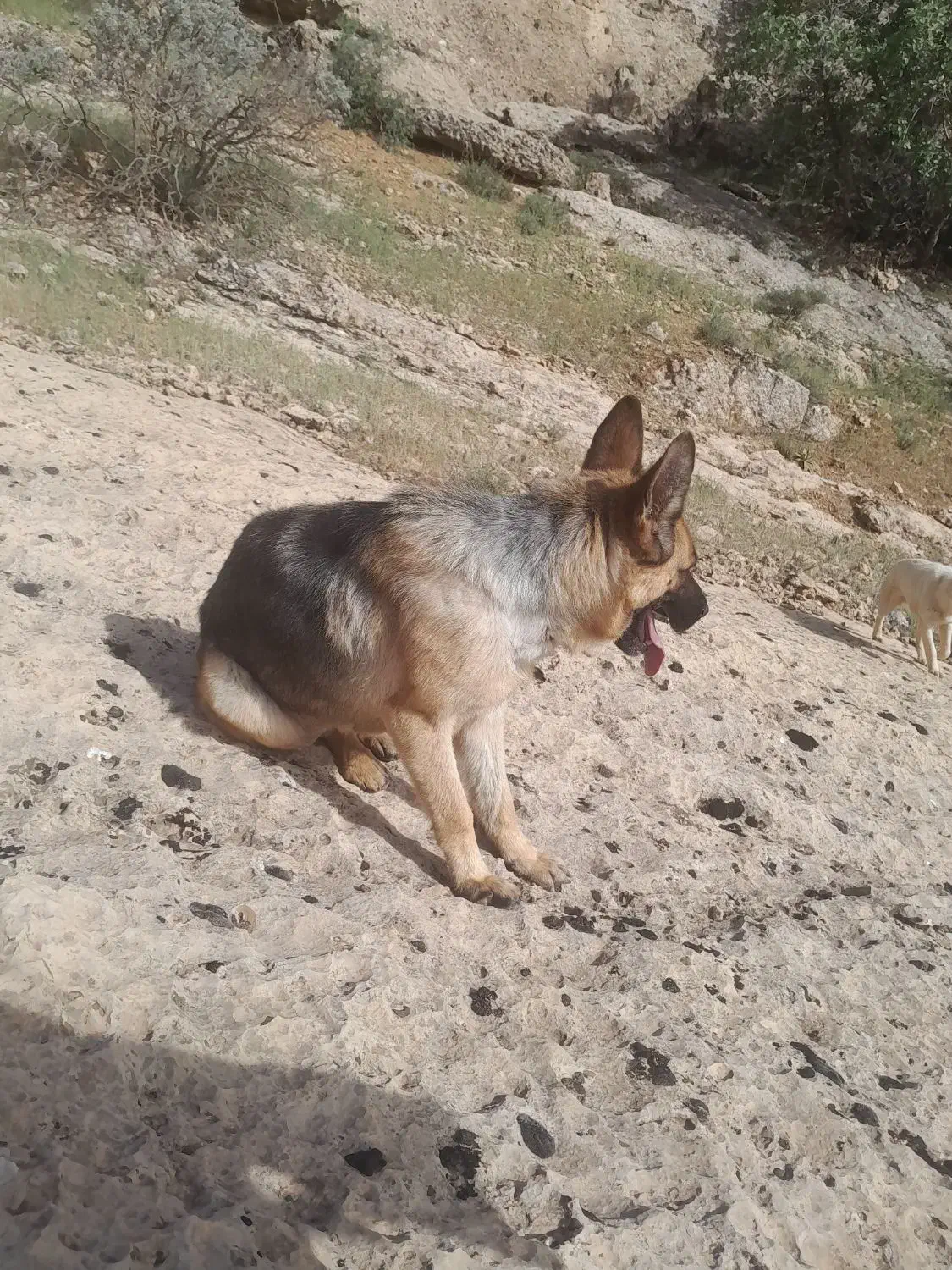 سگ شرمن شپرد|سگ|اسلامآباد غرب, |دیوار