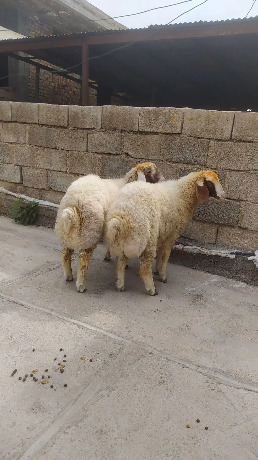 بره|حیوانات مزرعه|چرداول, |دیوار