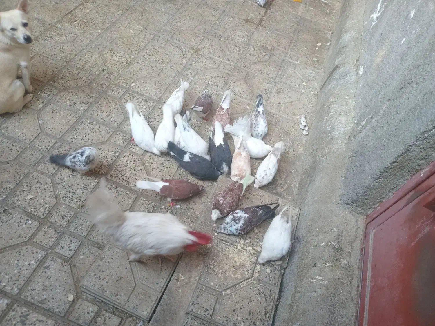 کفتر به شرت|پرنده|ازنا, |دیوار