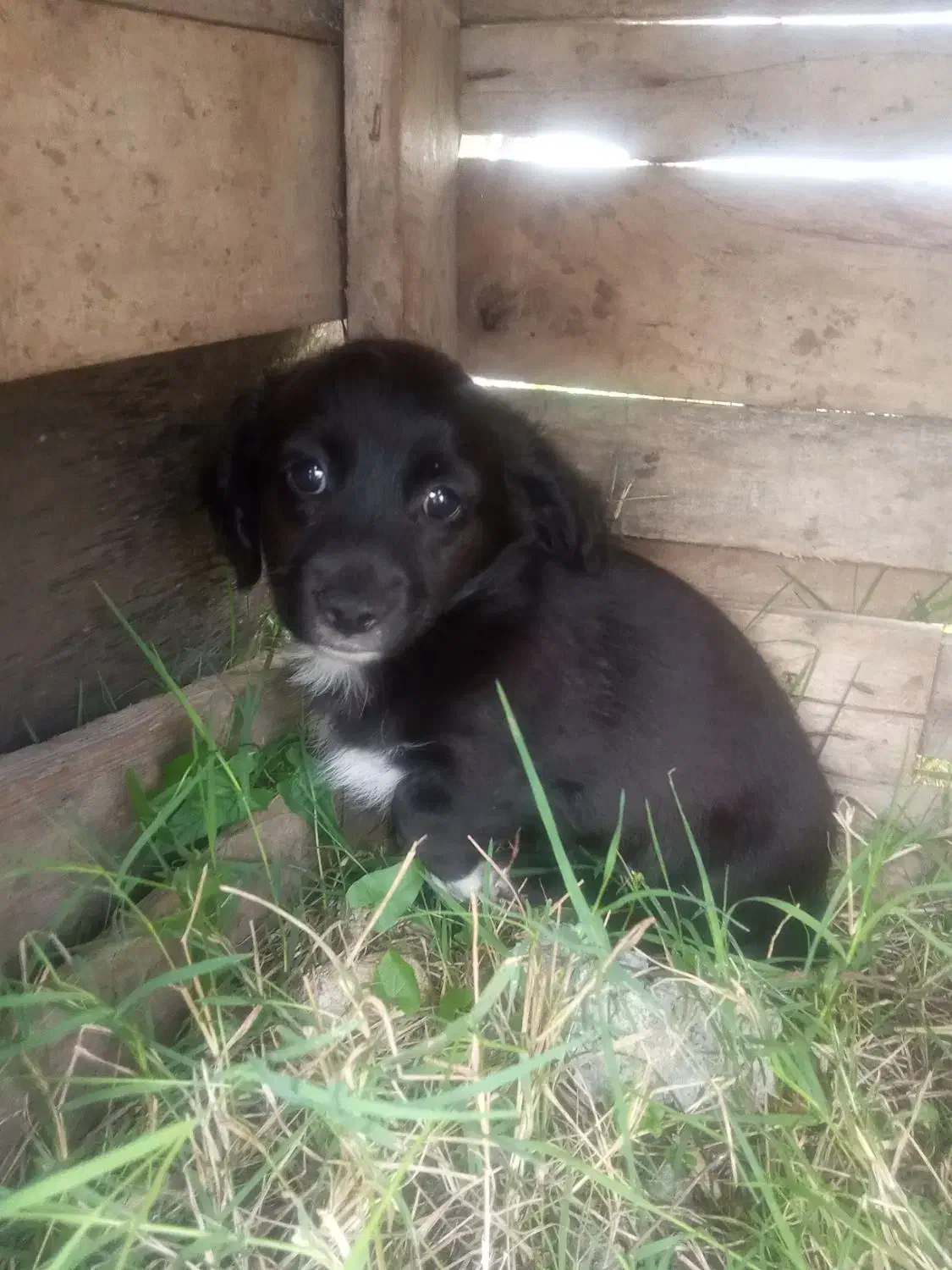 سگ پامر|سگ|آستارا, |دیوار