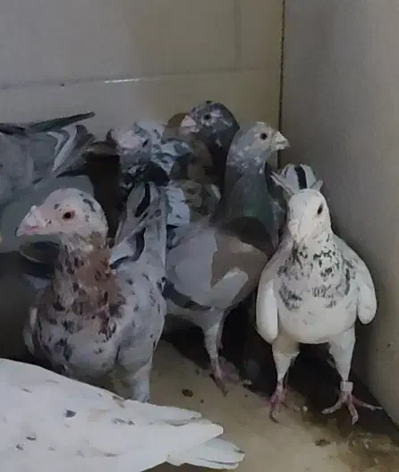 فروشی|پرنده|اقبالیه, |دیوار