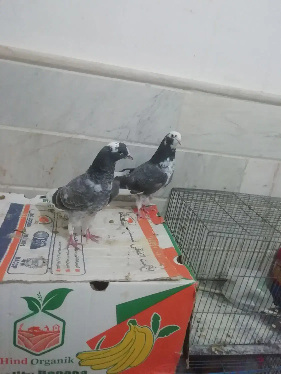 کبوتر یا کفتر جوجه مقلف|پرنده|قم, نوبهار|دیوار