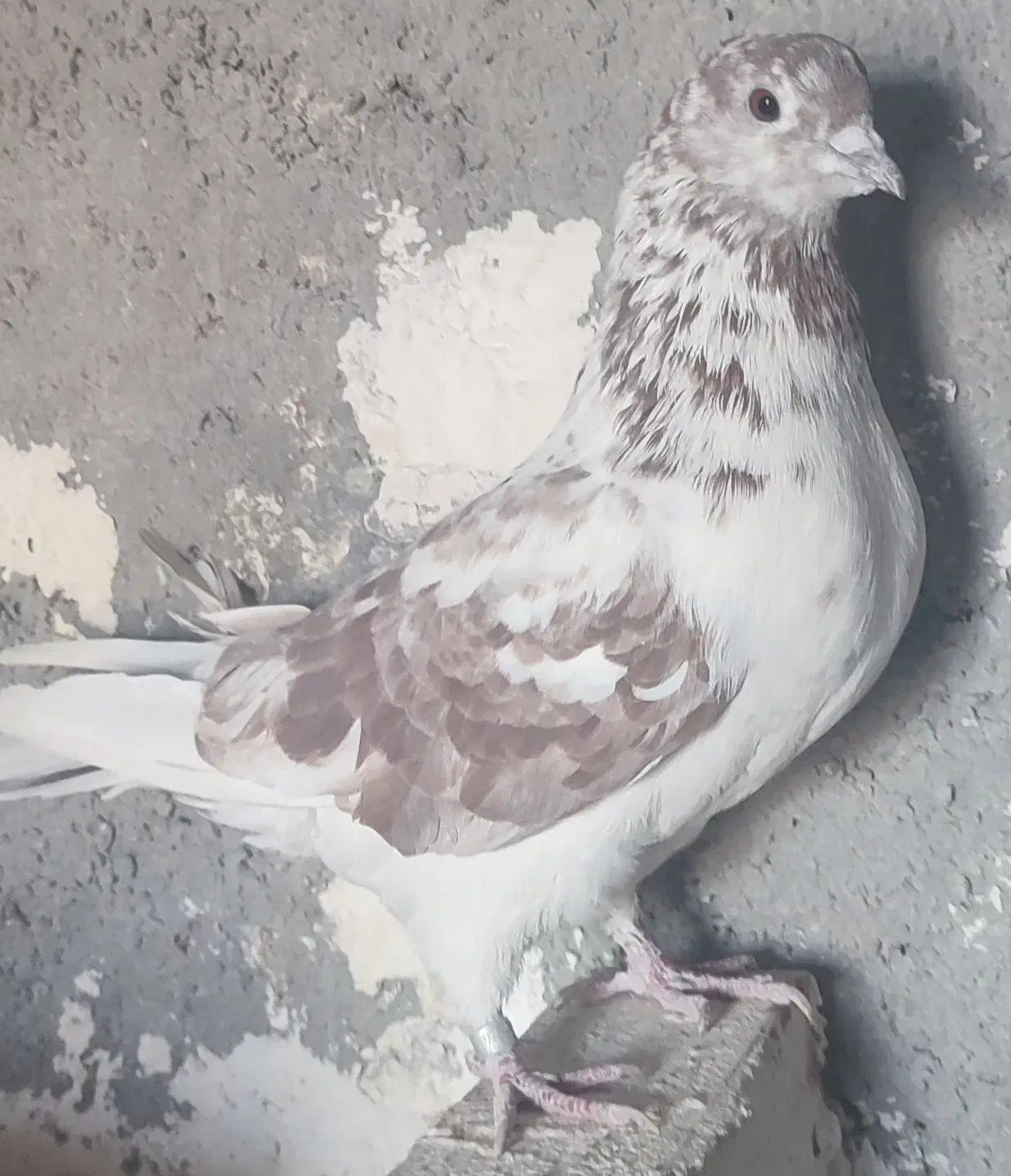 کبوتر های سرحال|پرنده|نقده, |دیوار