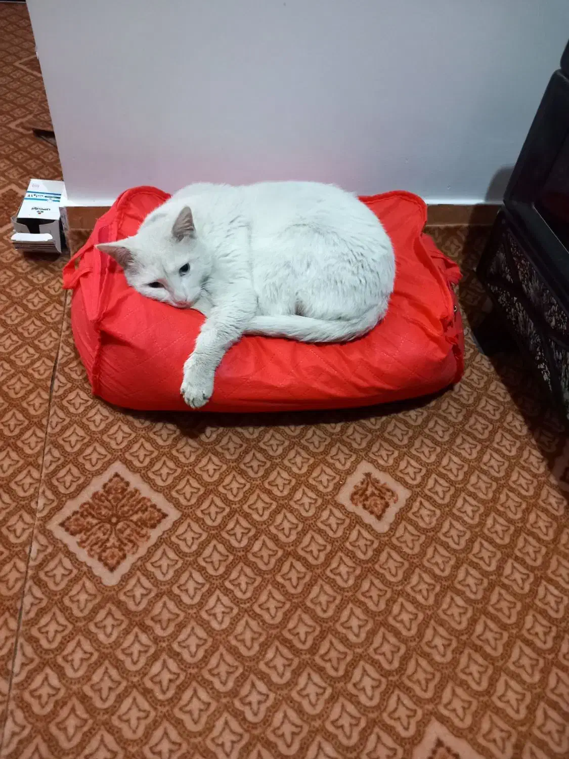 واگذاری گربه|گربه|شلمان, |دیوار