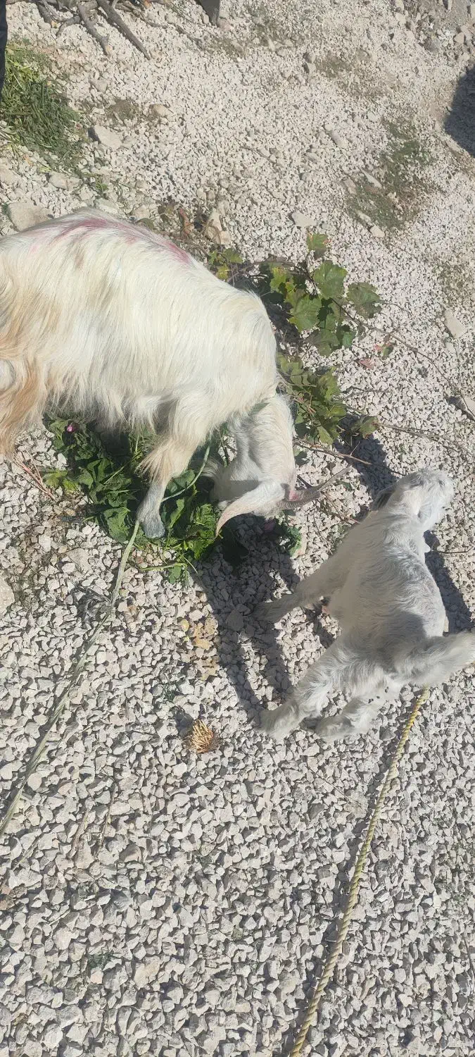 بز و کهره|حیوانات مزرعه|یاسوج, |دیوار