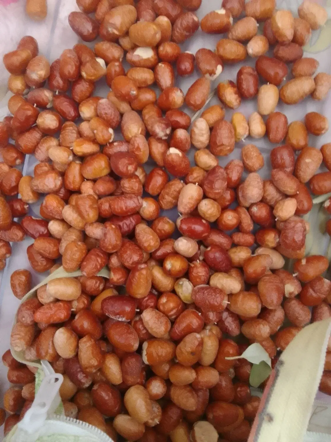 سنجد|خوردنی و آشامیدنی|مشهد, توس فردوسی|دیوار