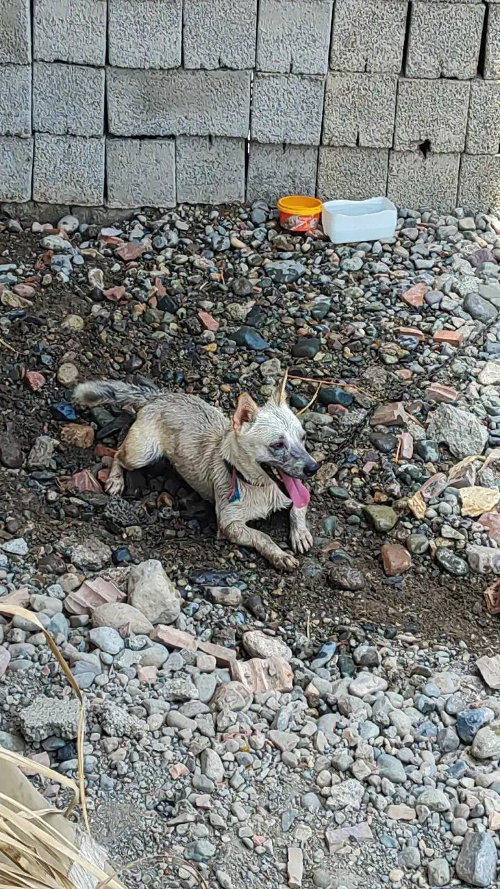 سگ پا کوتاه|سگ|جیرفت, |دیوار