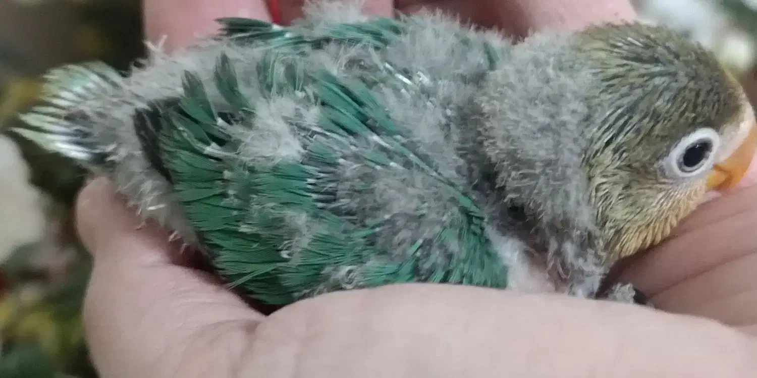 جوجه برزیلی|پرنده|ری, ملک‌آباد|دیوار