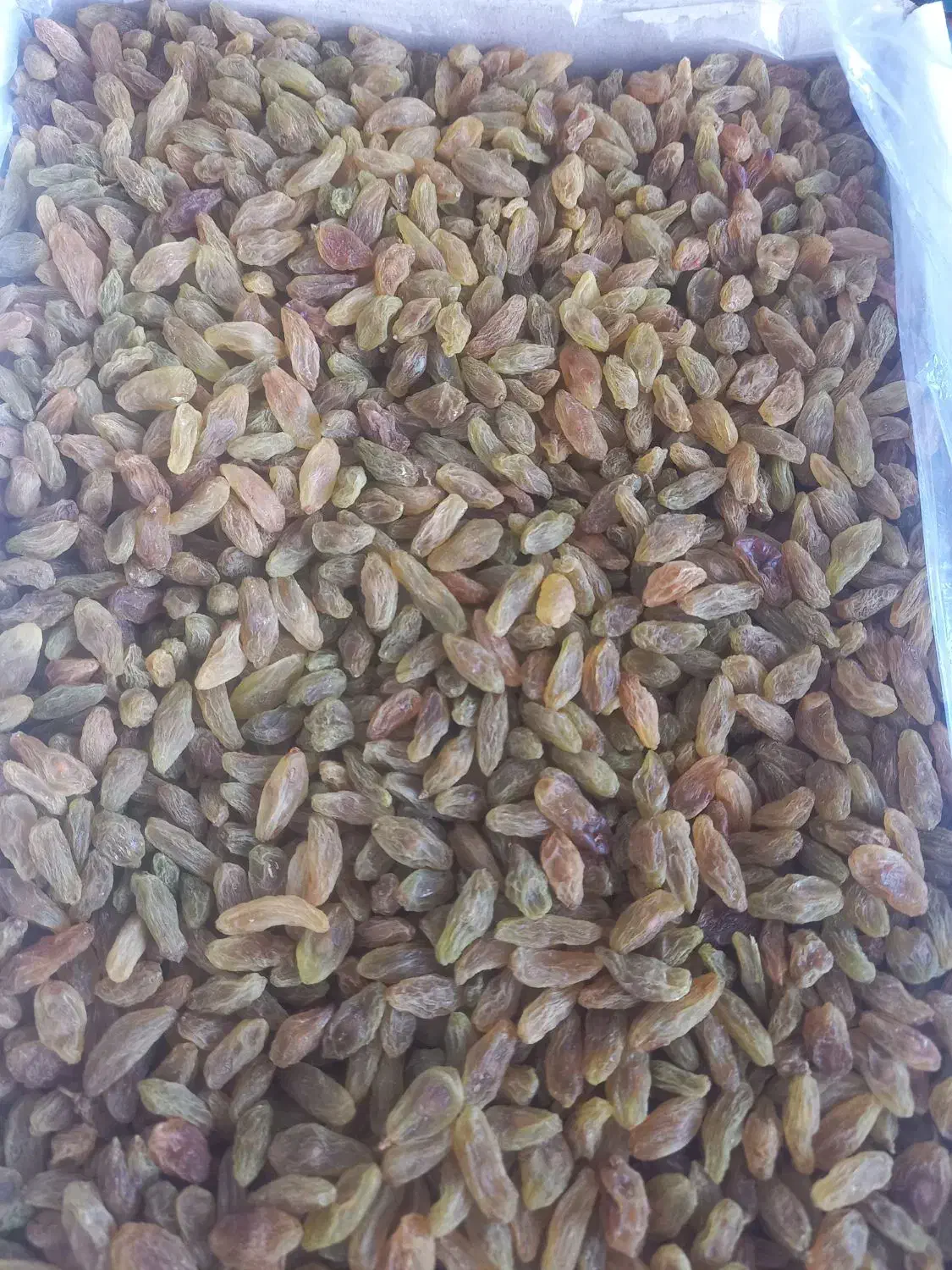 فروش ویژه کشمش سبز وزرد|خوردنی و آشامیدنی|کاشمر, |دیوار