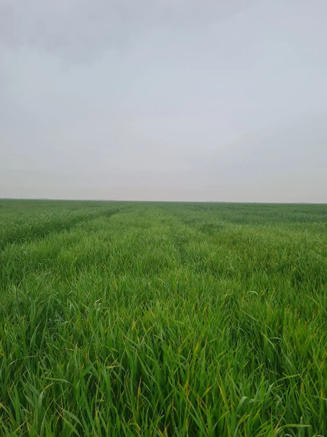 زمین کشاورزی هویزه|فروش زمین و ملک کلنگی|سوسنگرد, |دیوار