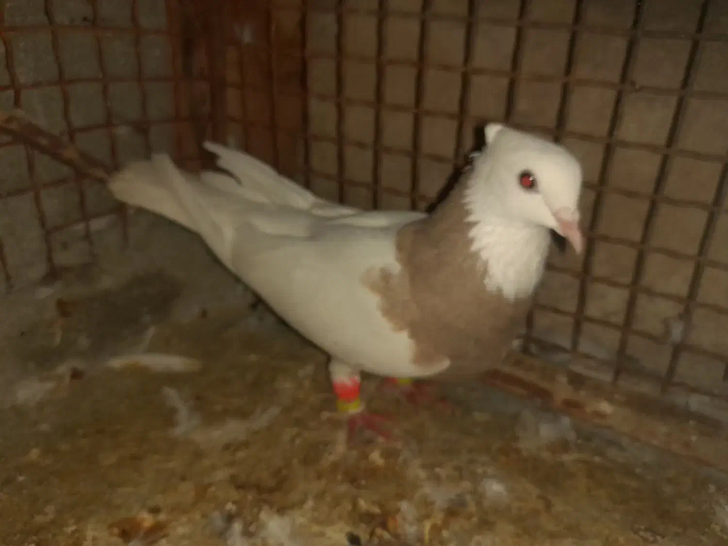 فروش ماده کارتونی|پرنده|لامرد, |دیوار