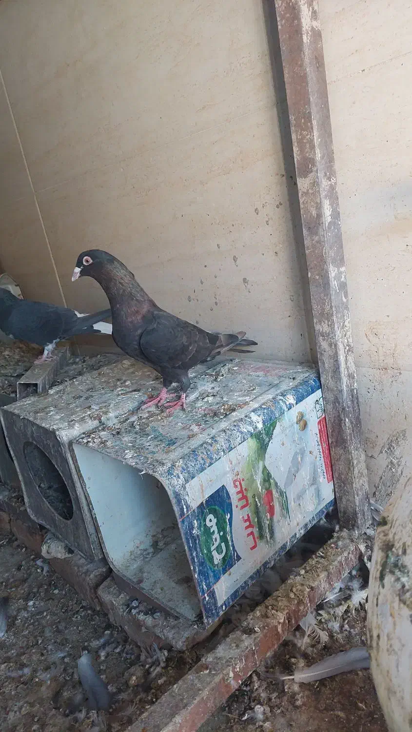کبوتر|پرنده|کازرون, |دیوار