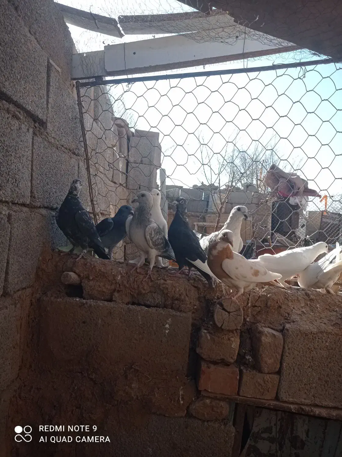 فروش کفتر نر|پرنده|کرمان, |دیوار