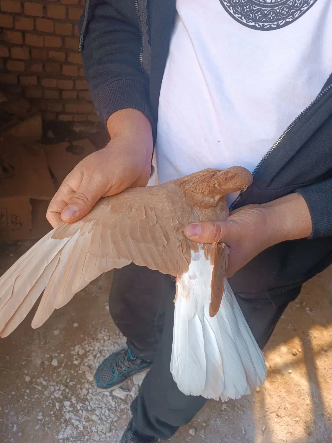 کبوتر دم سفید|پرنده|دشتابی, |دیوار