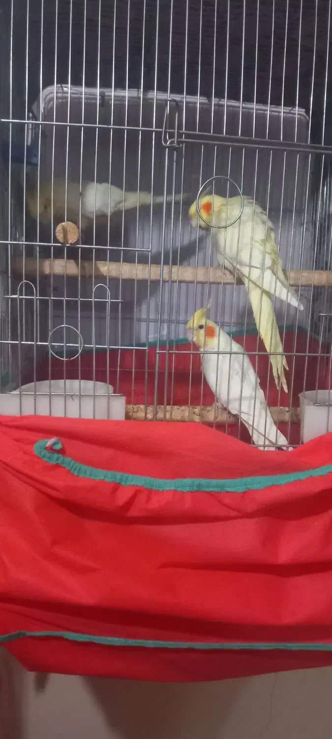 باسلام ۲ جفت عروس هلندی مولد|پرنده|ارومیه, |دیوار