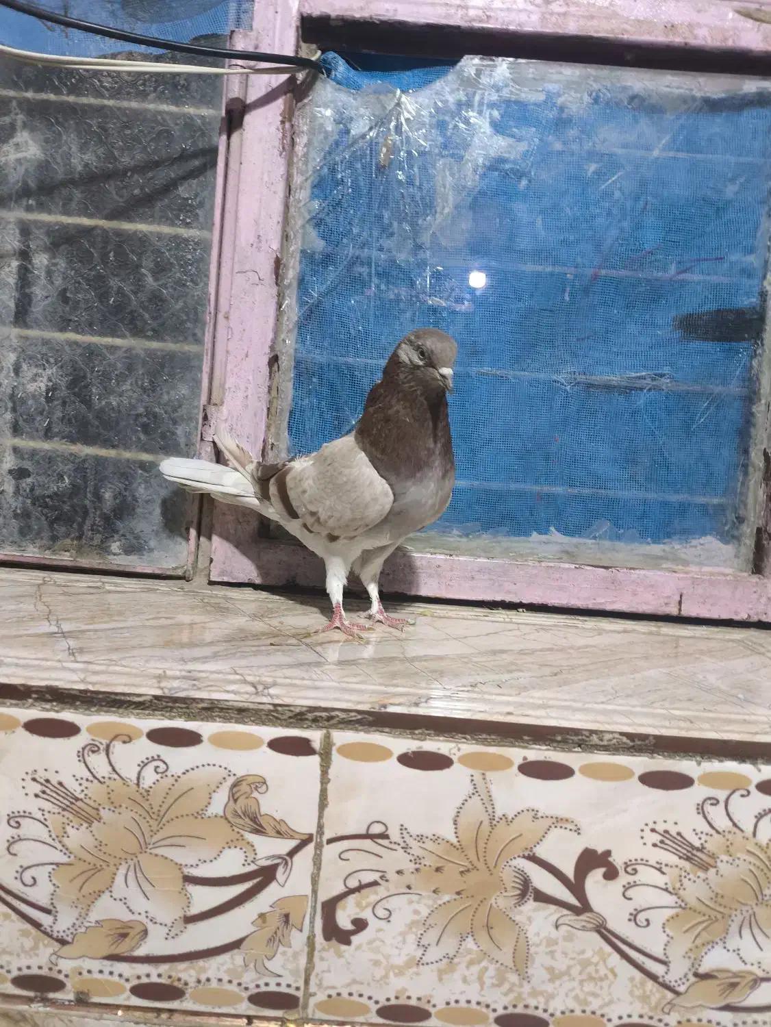 کفتر ماده تهرانی|پرنده|ایرانشهر, |دیوار