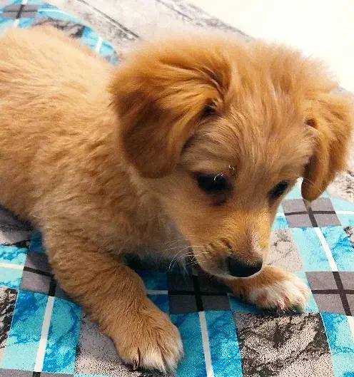 سگ پاکوتاه|سگ|بجنورد, |دیوار