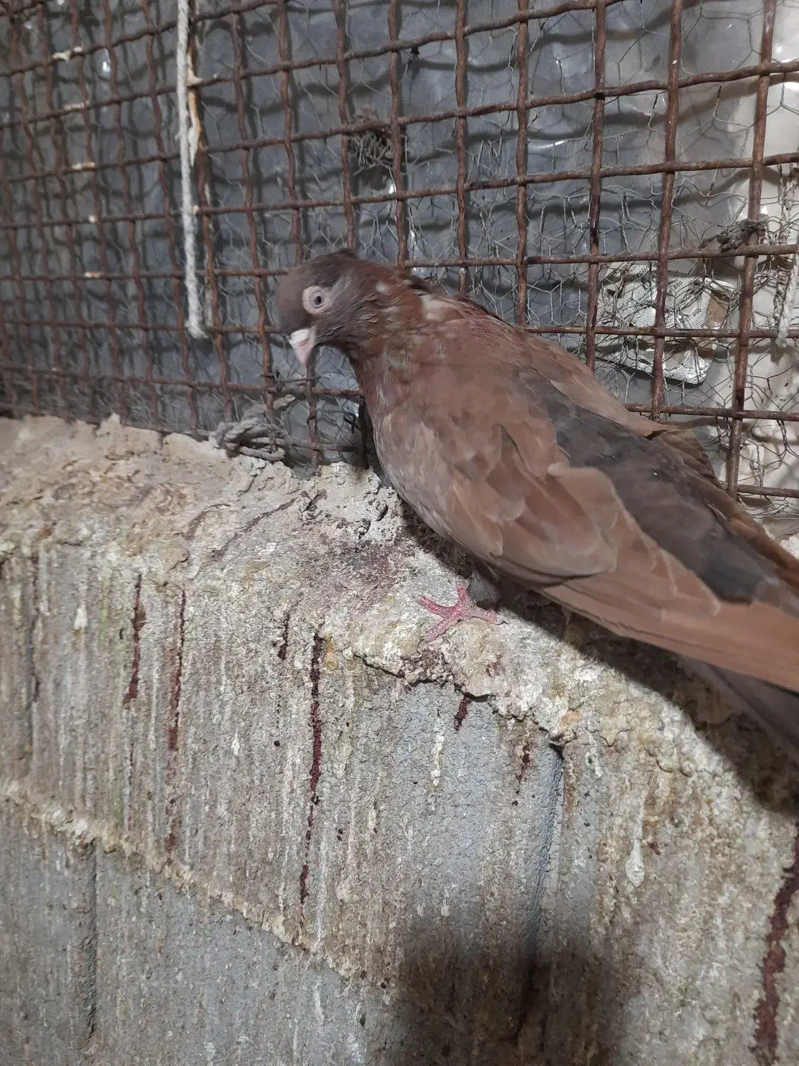 ماده سرخ|پرنده|شهرضا, |دیوار