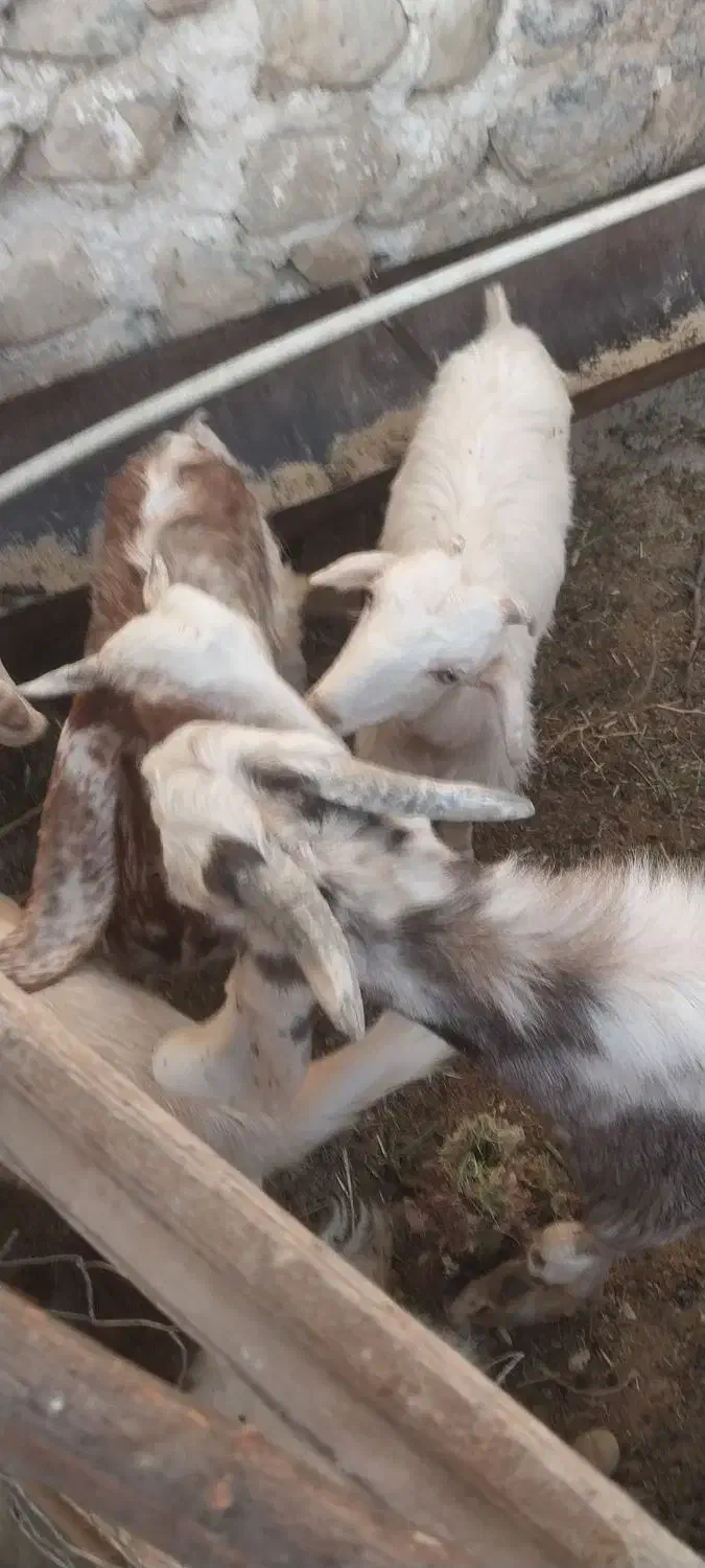 فروش کهره های داشتی|حیوانات مزرعه|فراشبند, |دیوار