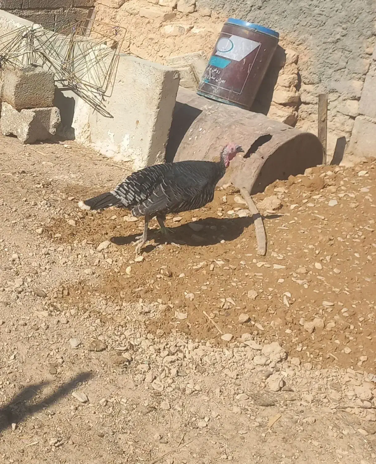 ۲ عدد بوقلمون ماده|حیوانات مزرعه|کوهدشت, |دیوار