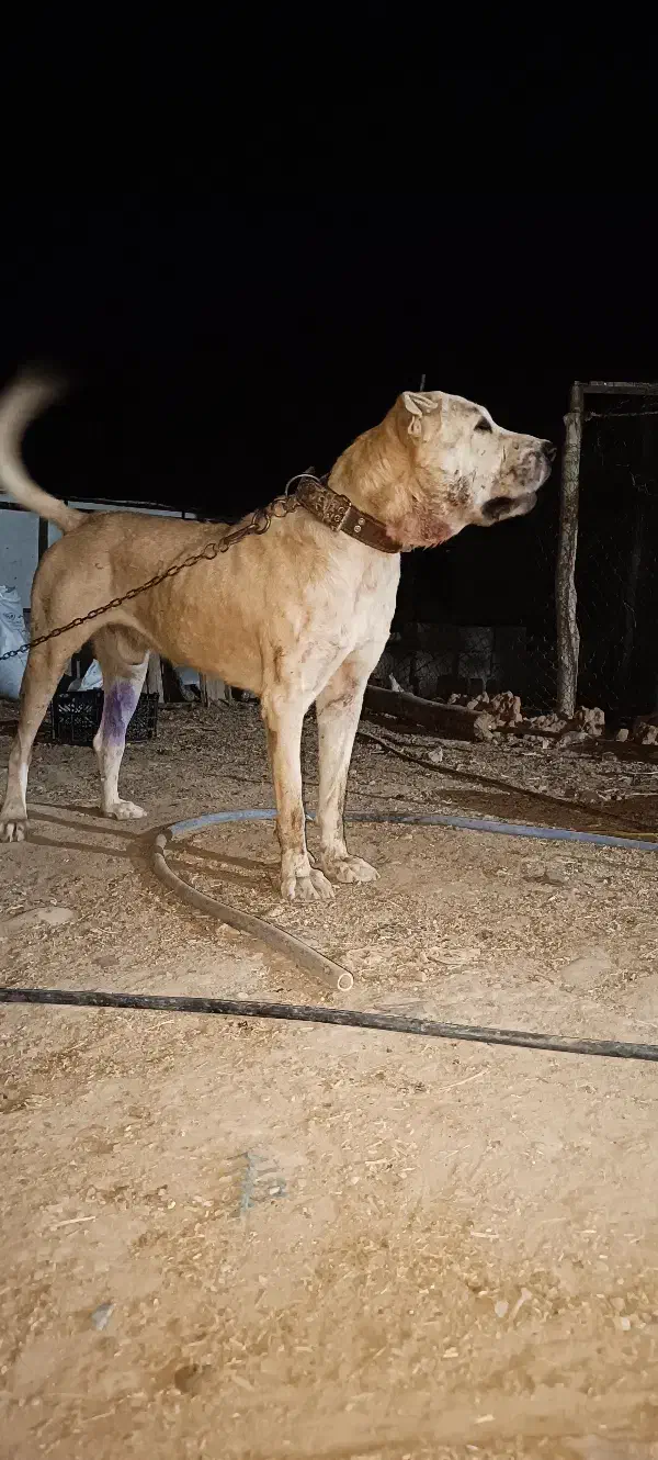 سگ پژدر|سگ|شاهرود, |دیوار