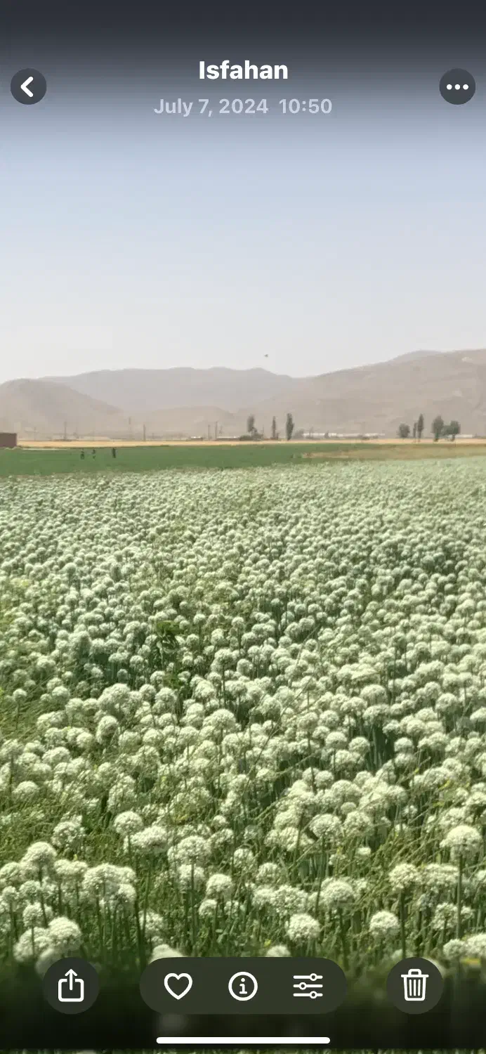 پیاز سفید صدفی سه ماهه پی اس آمریکایی|خدمات باغبانی و درختکاری|اصفهان, دشتستان|دیوار