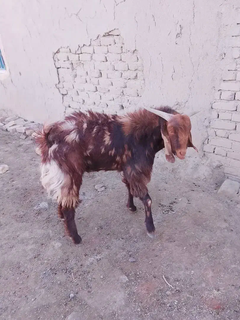 بز نر۱ساله|حیوانات مزرعه|هامون, |دیوار