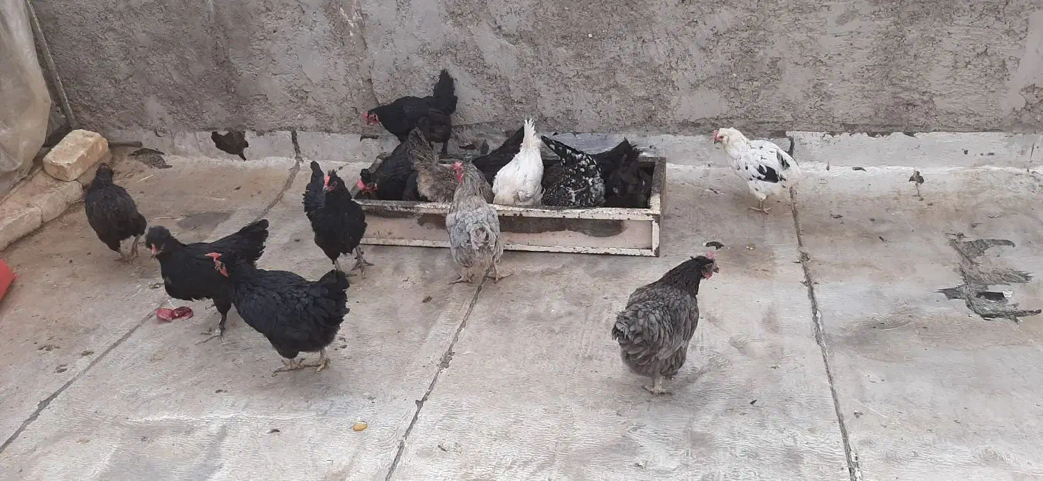 مرغ سیاه|حیوانات مزرعه|شاهینشهر, گزبرخوار|دیوار