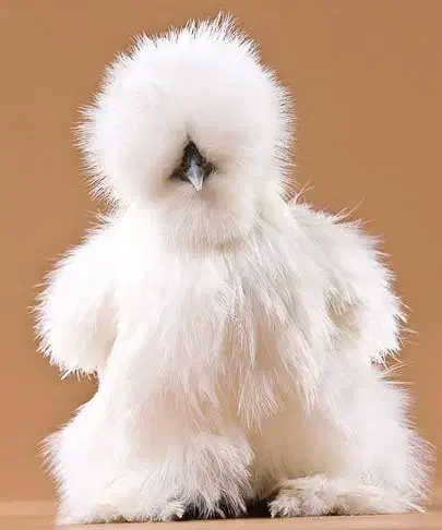 تخم‌ مرغ ابریشمی اصیل نطفه دار|حیوانات مزرعه|نیشابور, دارایی|دیوار