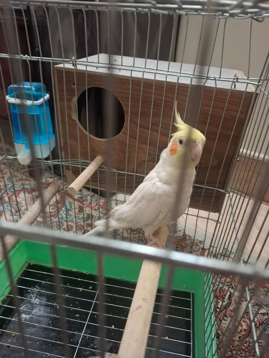 عروس هلندی  سخت گو|پرنده|قرچک, شهرک طلائیه|دیوار