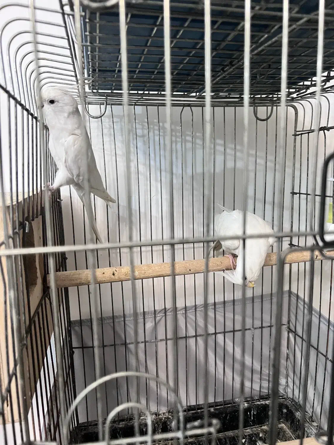 سه جفت عروس هلندی|پرنده|بندرعباس, |دیوار