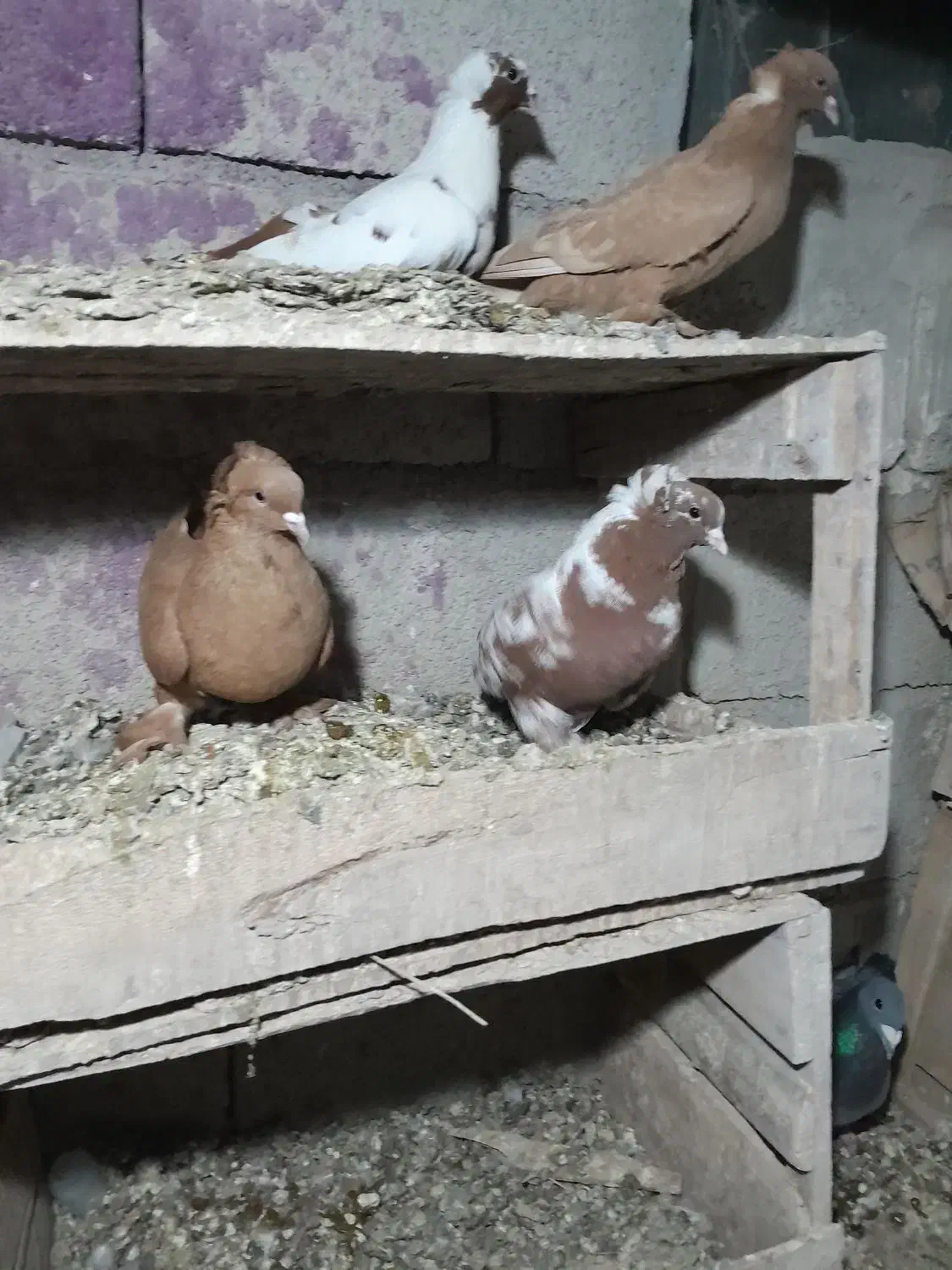 نر چاپی. ککیلی نروماده با جوجه هاش.آلامزک ماده چاپ|پرنده|اردبیل, |دیوار