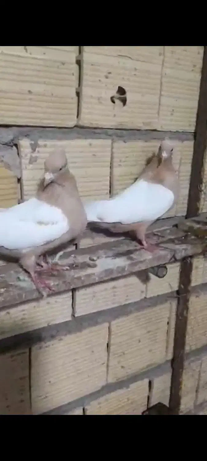 3جفت سینه زرد|پرنده|جلفا, |دیوار