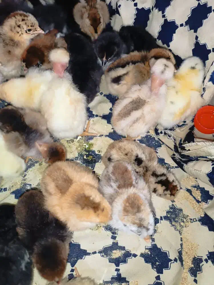 جوجه کشی آسان بافیبر کم مصرف دقیق وتست شده|ماشینآلات صنعتی|یاسوج, |دیوار