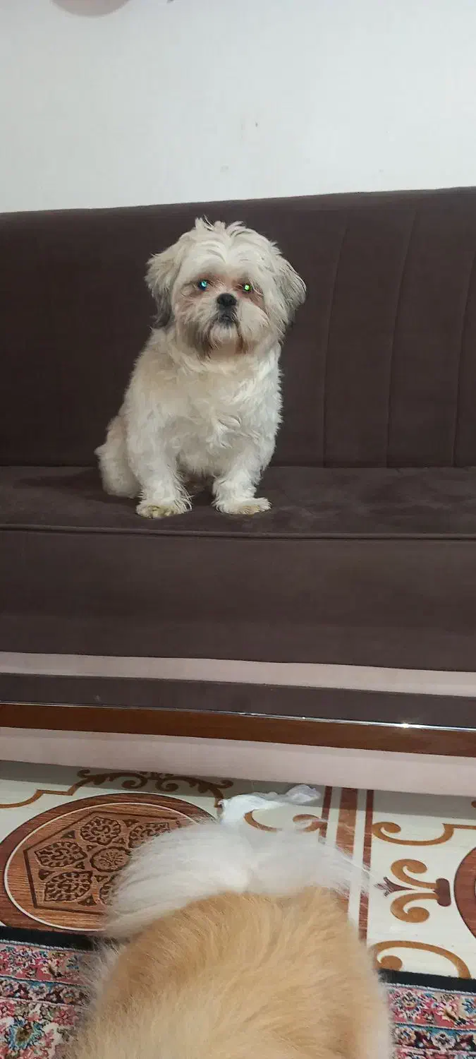 سگ اشپیتز|سگ|خرم‌آباد, |دیوار