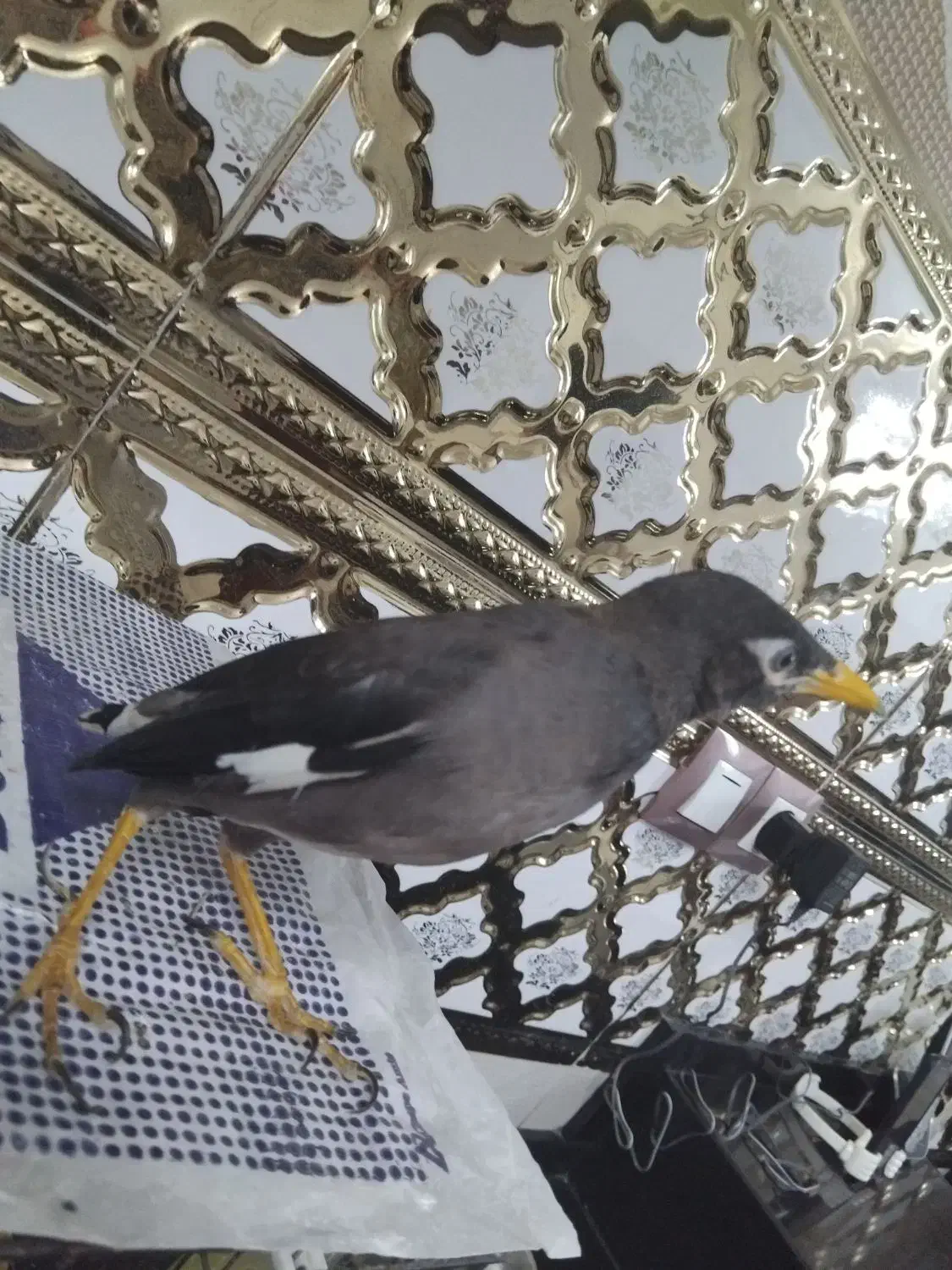 مرغ مینا|پرنده|قدس, شهر‌قدس|دیوار