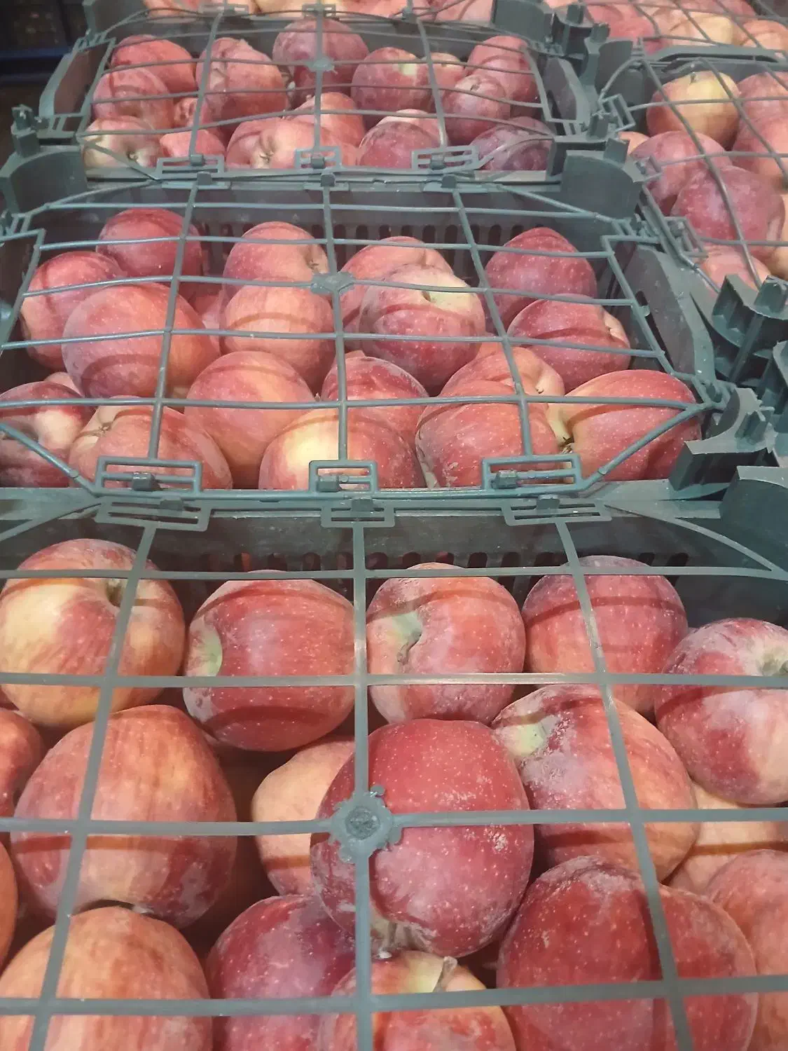 سیب قرمز|عمده‌فروشی|ارومیه, |دیوار