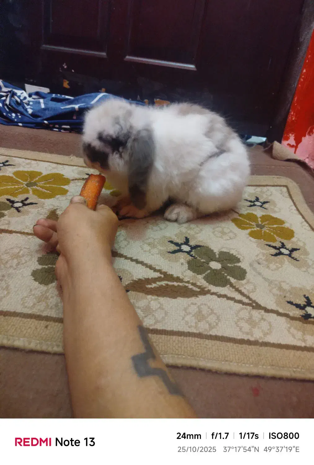 به علت نداشتن جا|موش و خرگوش|رشت, انصاری|دیوار