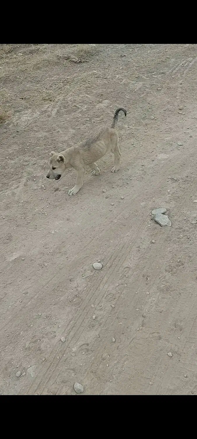 توله ماده اصیل سرابی|سگ|اردبیل, |دیوار