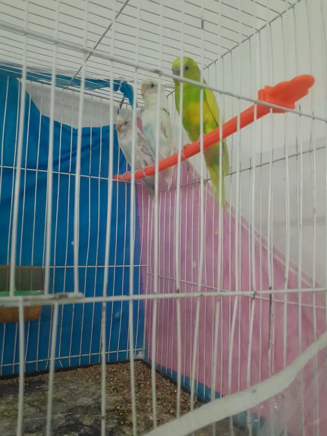 مرغ عشق|پرنده|تربت‌حیدریه, داروپخش|دیوار