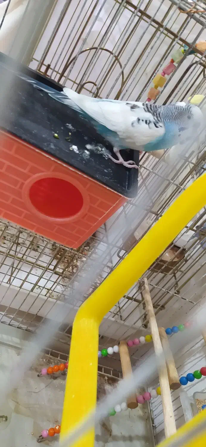 پرنده|پرنده|گیان, |دیوار