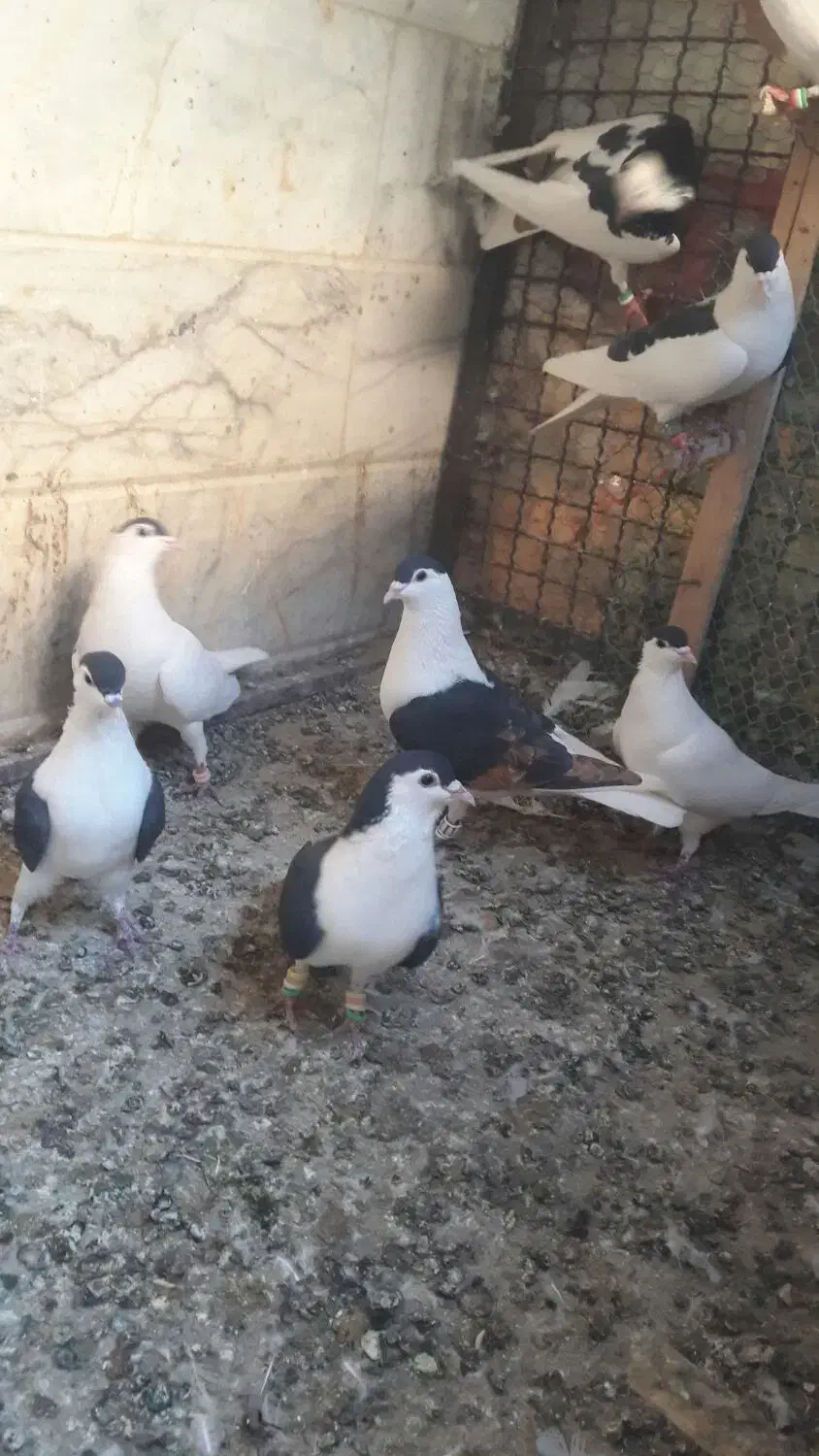 سلام تعدادساده سیاه پرش زدو خوردی|پرنده|شهرآباد, |دیوار