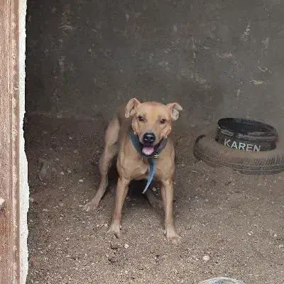 سگ پیت بول آمریکای|سگ|اصفهان, مارچین|دیوار