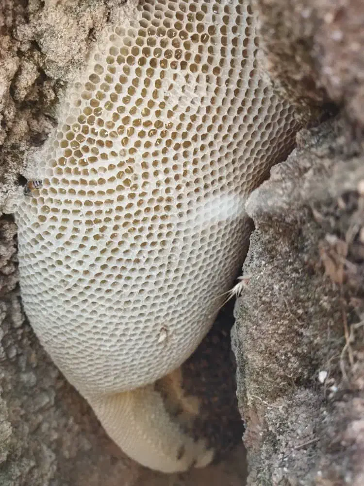 عسل طبیعی|خوردنی و آشامیدنی|زرین آباد, |دیوار