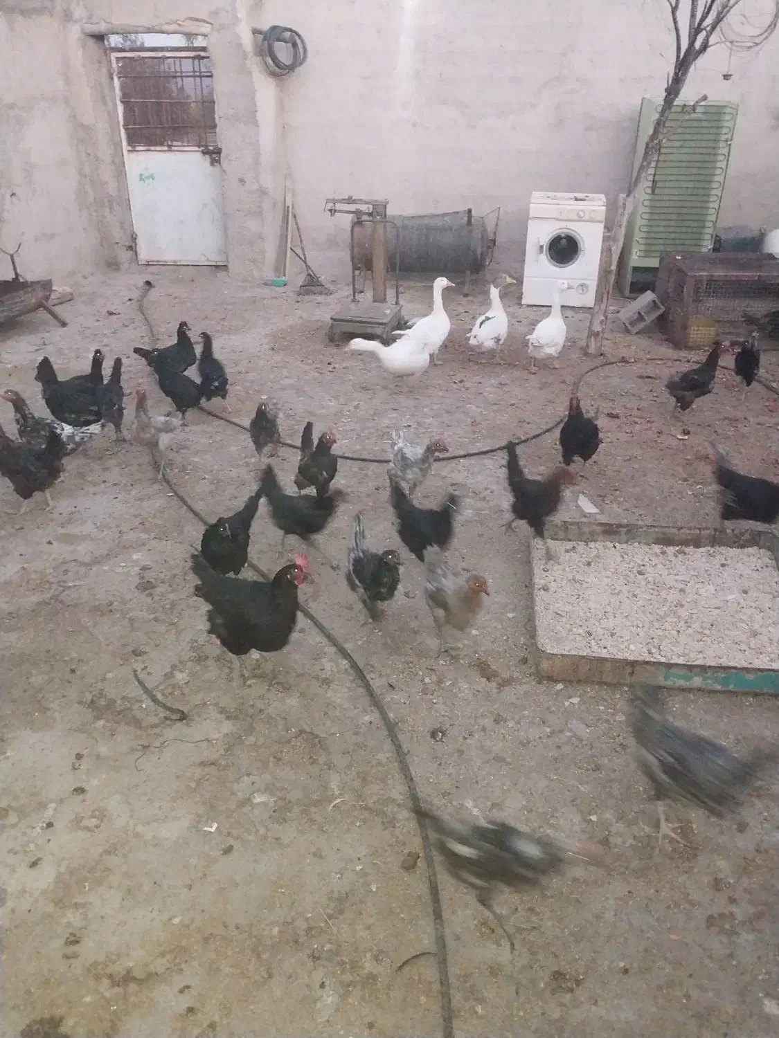 فروش مرغ و اردک محلی|حیوانات مزرعه|نی‌ریز, |دیوار