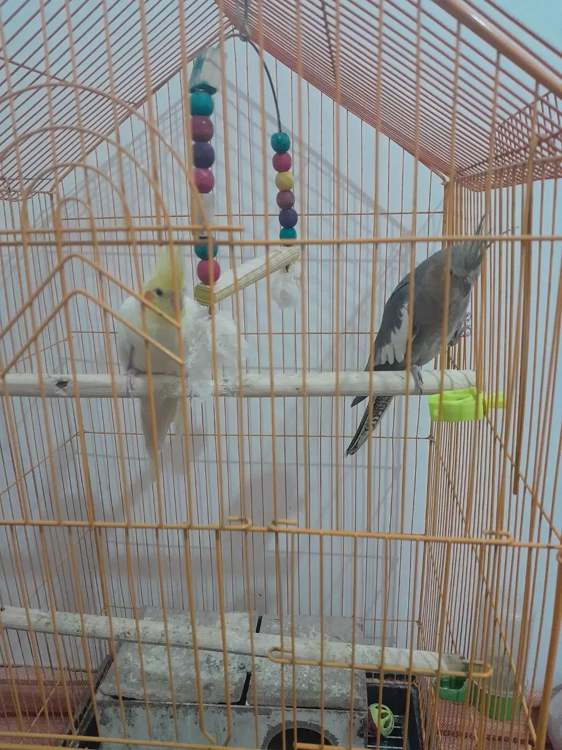 عروس هلندی|پرنده|بجنورد, |دیوار