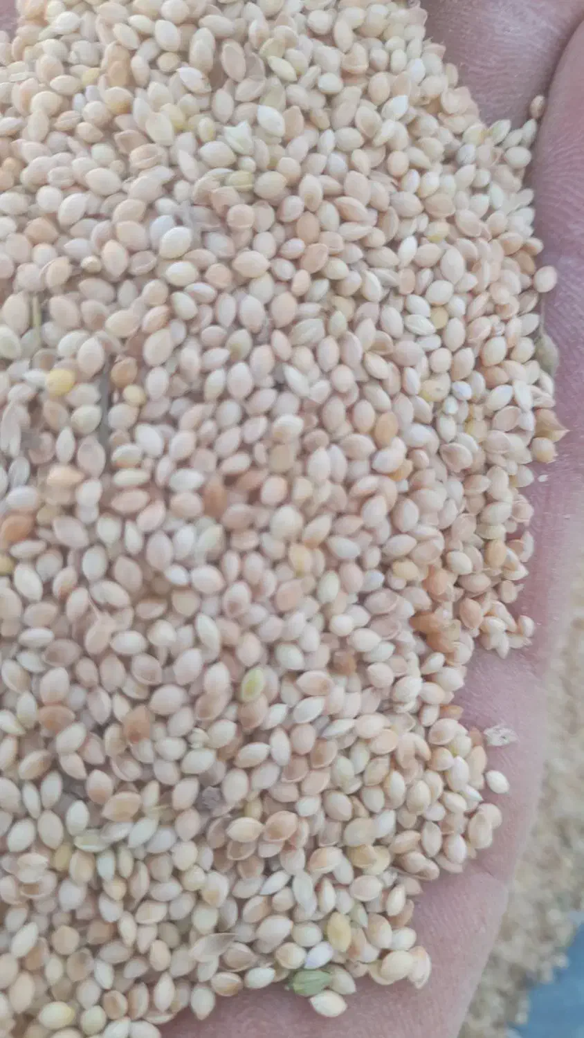 ارزن عمده|عمدهفروشی|جیرفت, |دیوار