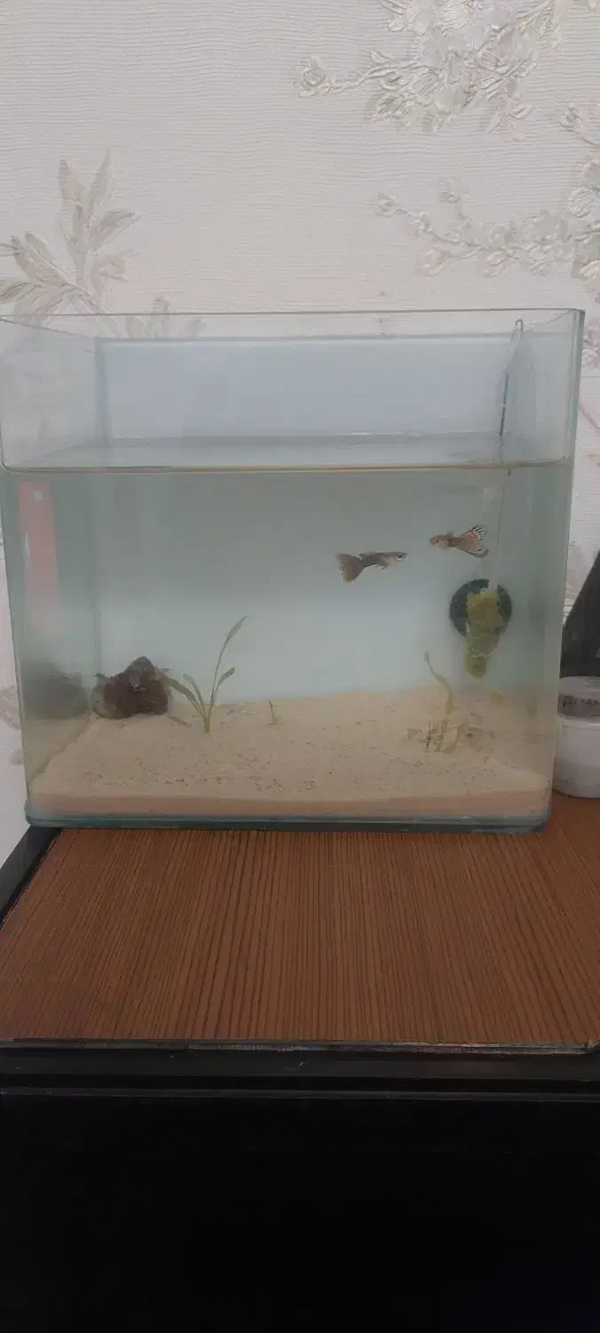 ماهی و اکواریم شیشه خم|ماهی|زاهدان, |دیوار