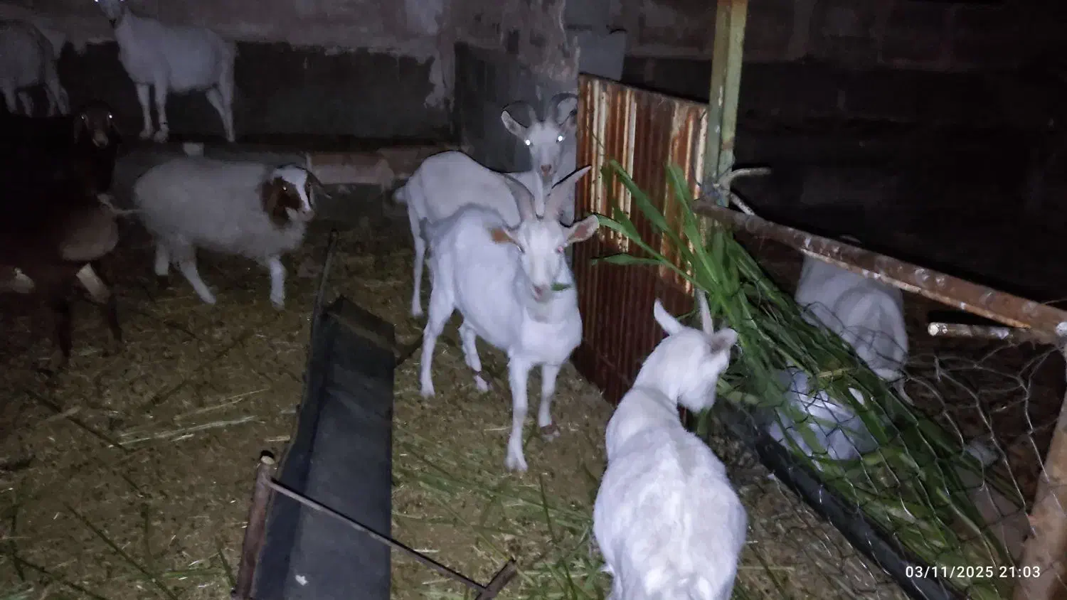 کولار سانن|حیوانات مزرعه|بیرجند, |دیوار